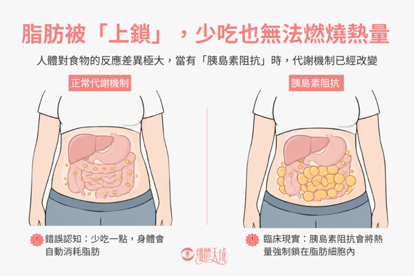 個人化營養管理示意圖